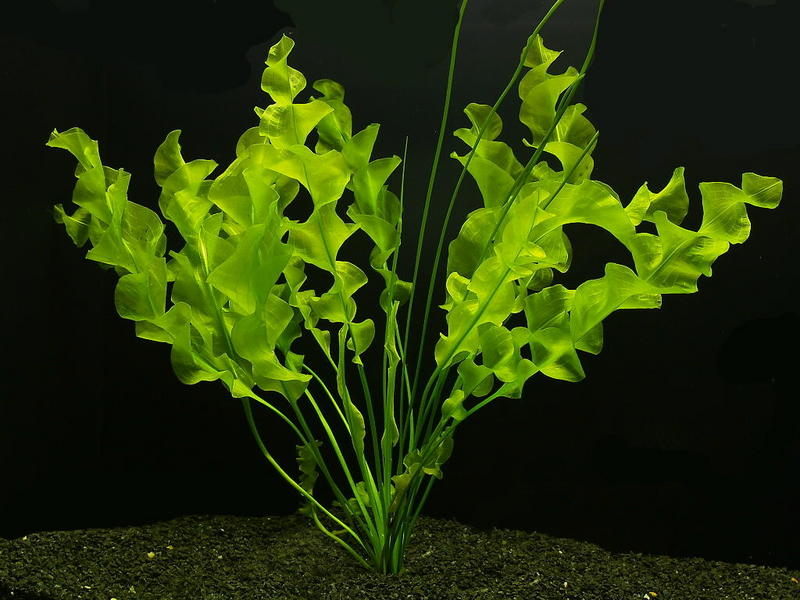 APONOGETON